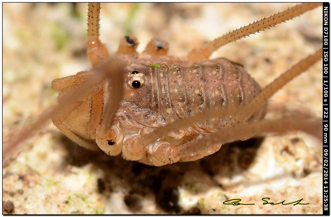 Opilio cf. transversalis ♂